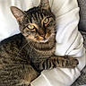 tabby_cat, cat, pet, animal, feline, green_eyes, striped_fur, whiskers, person, arm, white_sweatshirt, bracelets, colorful_bracelets, hand, cuddle, indoor, comfort, close_up, resting, cozy
