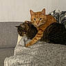 cat, orange_tabby, tabby_cat, sleeping, couch, blanket, cozy, indoor, pet, feline, resting, fur, animal, cute, snuggling, relaxing, companion, domestic, two_cats, home