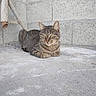 cat, tabby, animal, pet, concrete, floor, wall, cinder_block, pipe, resting, outdoor, urban, gray, feline, whiskers, ears, eyes, quiet, calm, texture