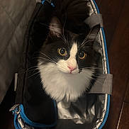 Little Boy joined the competition — help win amazing prizes! animal, bag, black_and_white, cat, companion, cozy, curious, cute, domestic, ears, eyes, floor, fur, indoor, insulated_bag, looking_up, nose, pet, soft_material, whiskers