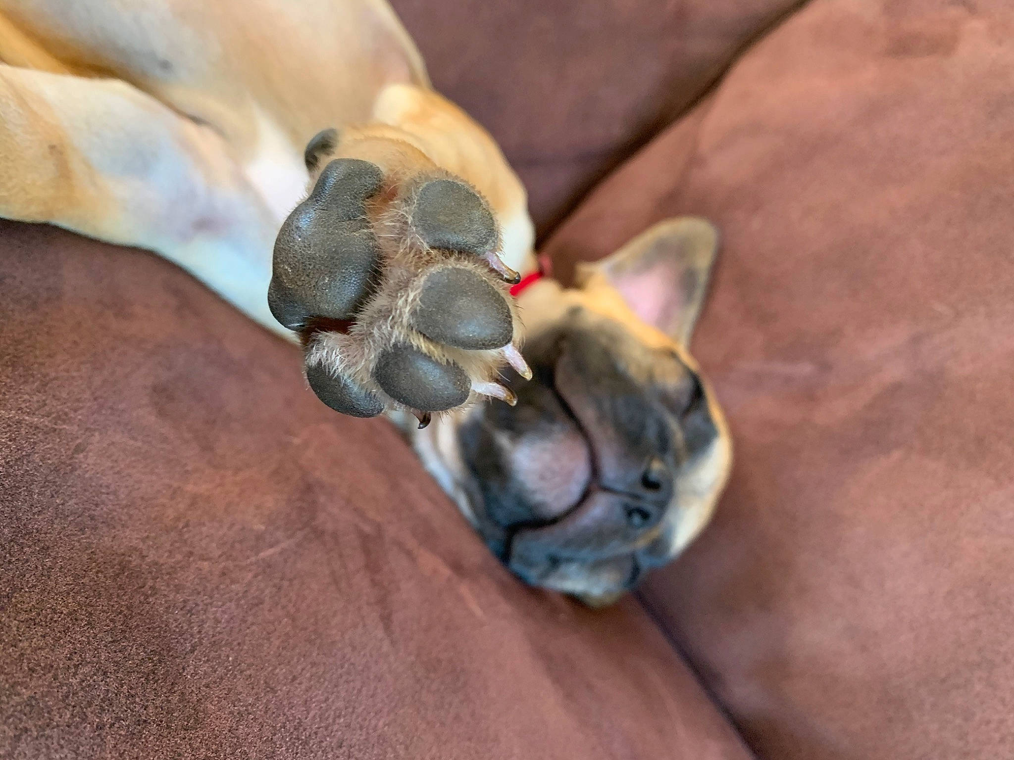 Joye a rejoint le concours — aidez-le/la à gagner de superbes lots ! fawn, paw