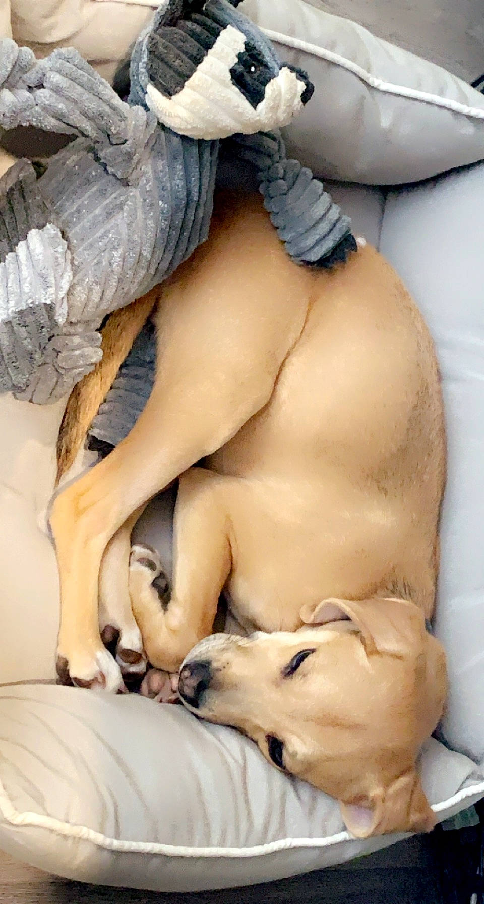 Dimitri is registered to the contest to win money with this photo: abdomen, art, art_model, barechested, barefoot, carnivore, chest, comfort, companion_dog, dog, fawn, foot, fur, human_body, human_leg, knee, navel, sculpture, thigh, trunk