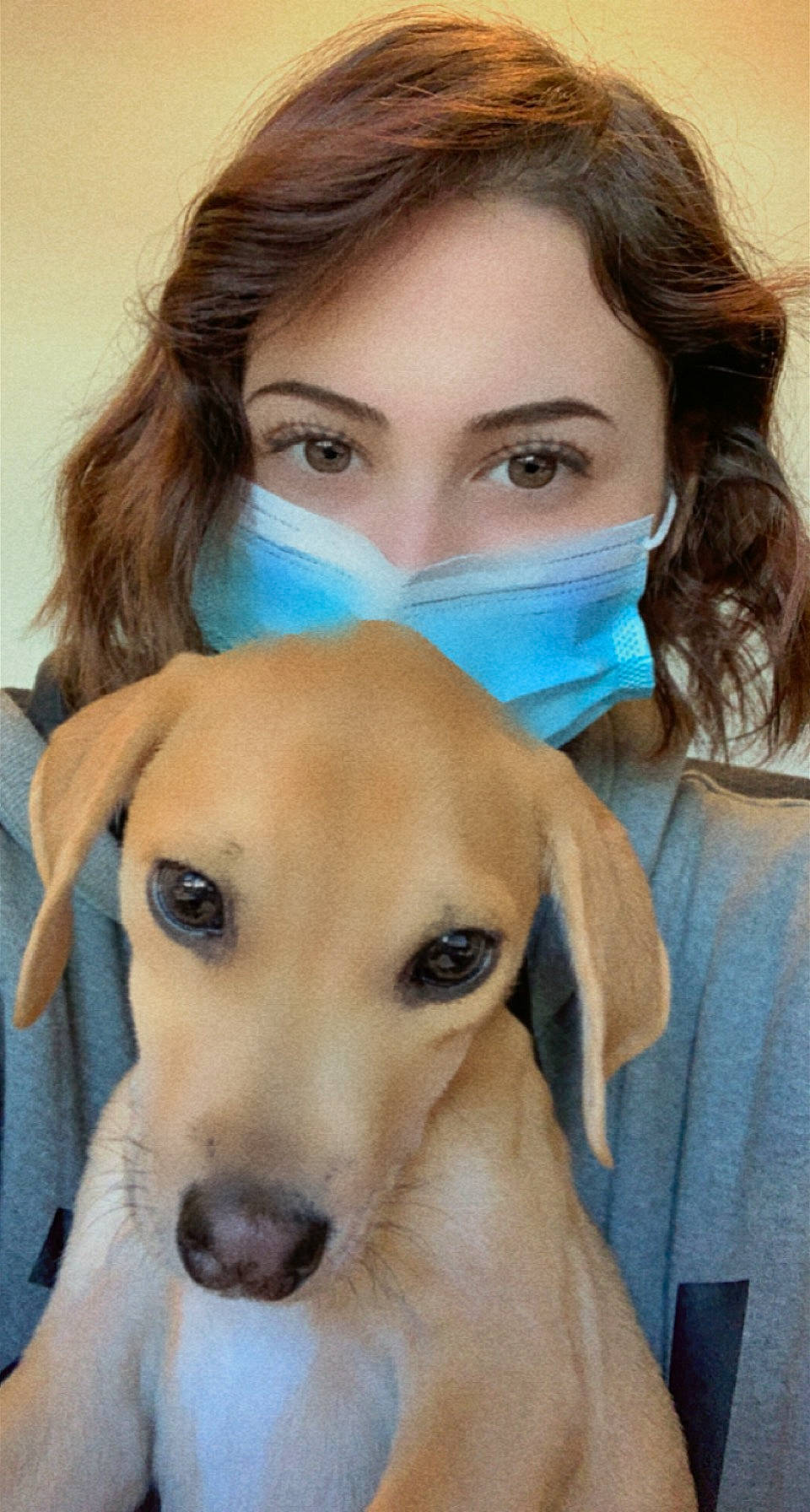 Dimitri is registered to the contest to win money with this photo: carnivore, companion_dog, dog, dog_breed, ear, eye, eyebrow, eyelash, eyewear, face, fawn, fur, jaw, nose, organ, selfie, snout, sporting_group, whiskers, working_animal