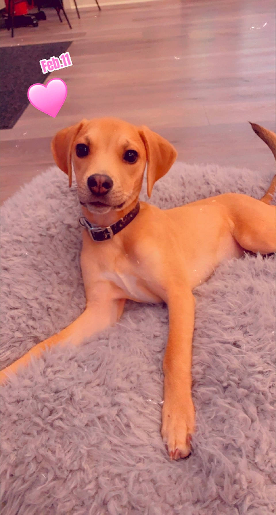 Dimitri is registered to the contest to win money with this photo: beach, canidae, carnivore, collar, companion_dog, dog, dog_breed, dog_collar, dog_supply, fawn, flooring, hunting_dog, paw, pet_supply, snout, sporting_group, tail, vertebrate, working_animal, working_dog