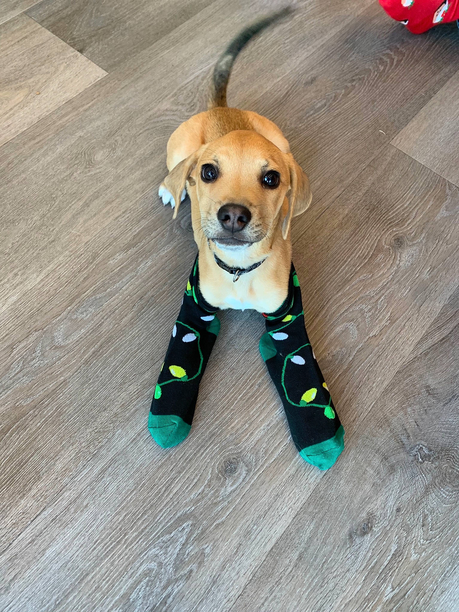 Dimitri joined the competition — help win amazing prizes! carnivore, collar, companion_dog, dog, dog_breed, dog_clothes, dog_collar, dog_supply, dog_toy, fawn, flooring, liver, pet_supply, snout, sporting_group, stuffed_toy, toy, toy_dog, wood, working_animal