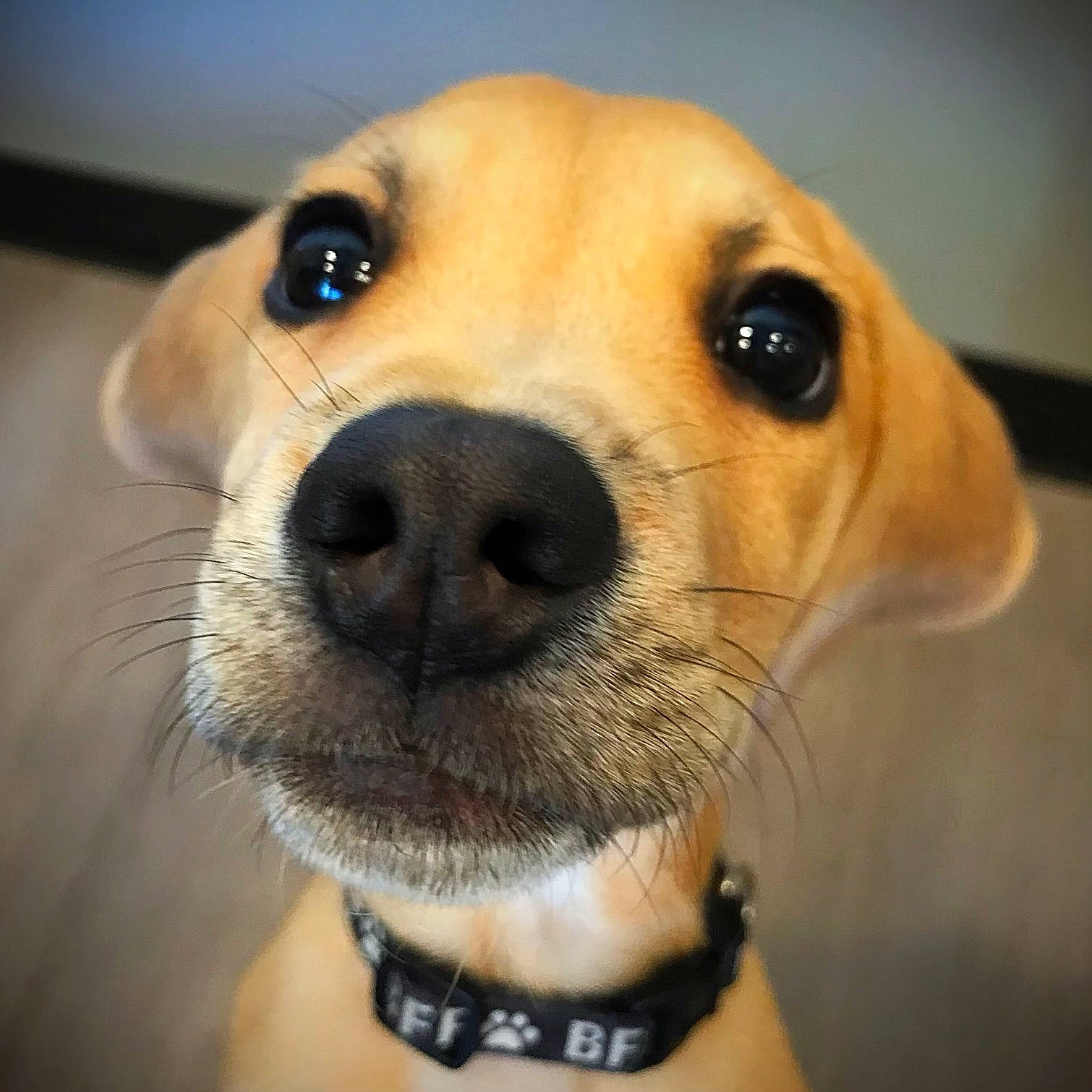 Dimitri is registered to the contest to win money with this photo: carnivore, close_up, collar, companion_dog, dog, dog_breed, dog_collar, ear, eye, fawn, fur, head, nose, pet_supply, selfie, smile, snout, sporting_group, whiskers, working_animal