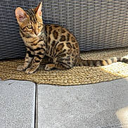 Aria a rejoint le concours — aidez-le/la à gagner de superbes lots ! alert, animal, bengal_cat, cat, curious, ears, feline, floor, indoor, kitten, pet, sitting, spotted_coat, sunlight, tail, tile, whiskers, wicker_chair, woven_mat, young_animal