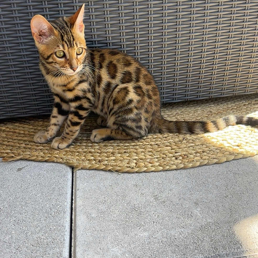 Aria a rejoint le concours — aidez-le/la à gagner de superbes lots ! alert, animal, bengal_cat, cat, curious, ears, feline, floor, indoor, kitten, pet, sitting, spotted_coat, sunlight, tail, tile, whiskers, wicker_chair, woven_mat, young_animal