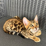 Aria participe au concours pour gagner de l'argent avec cette photo : bengal_cat, kitten, cat, feline, animal, pet, spotted_fur, gray_cushion, woven_chair, indoor, cute, small, young, resting, alert, ears_up, whiskers, striped_tail, close_up, domestic_cat