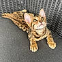 Aria participe au concours pour gagner de l'argent avec cette photo : bengal_cat, kitten, cat, pet, feline, animal, sitting, indoor, curious, cute, whiskers, ears, cushion, chair, woven_furniture, relaxed, striped, spotted, domestic_cat, young_cat