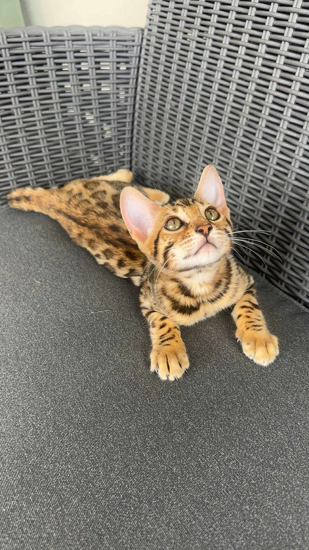 Aria participe au concours pour gagner de l'argent avec cette photo : bengal_cat, kitten, cat, pet, feline, animal, sitting, indoor, curious, cute, whiskers, ears, cushion, chair, woven_furniture, relaxed, striped, spotted, domestic_cat, young_cat