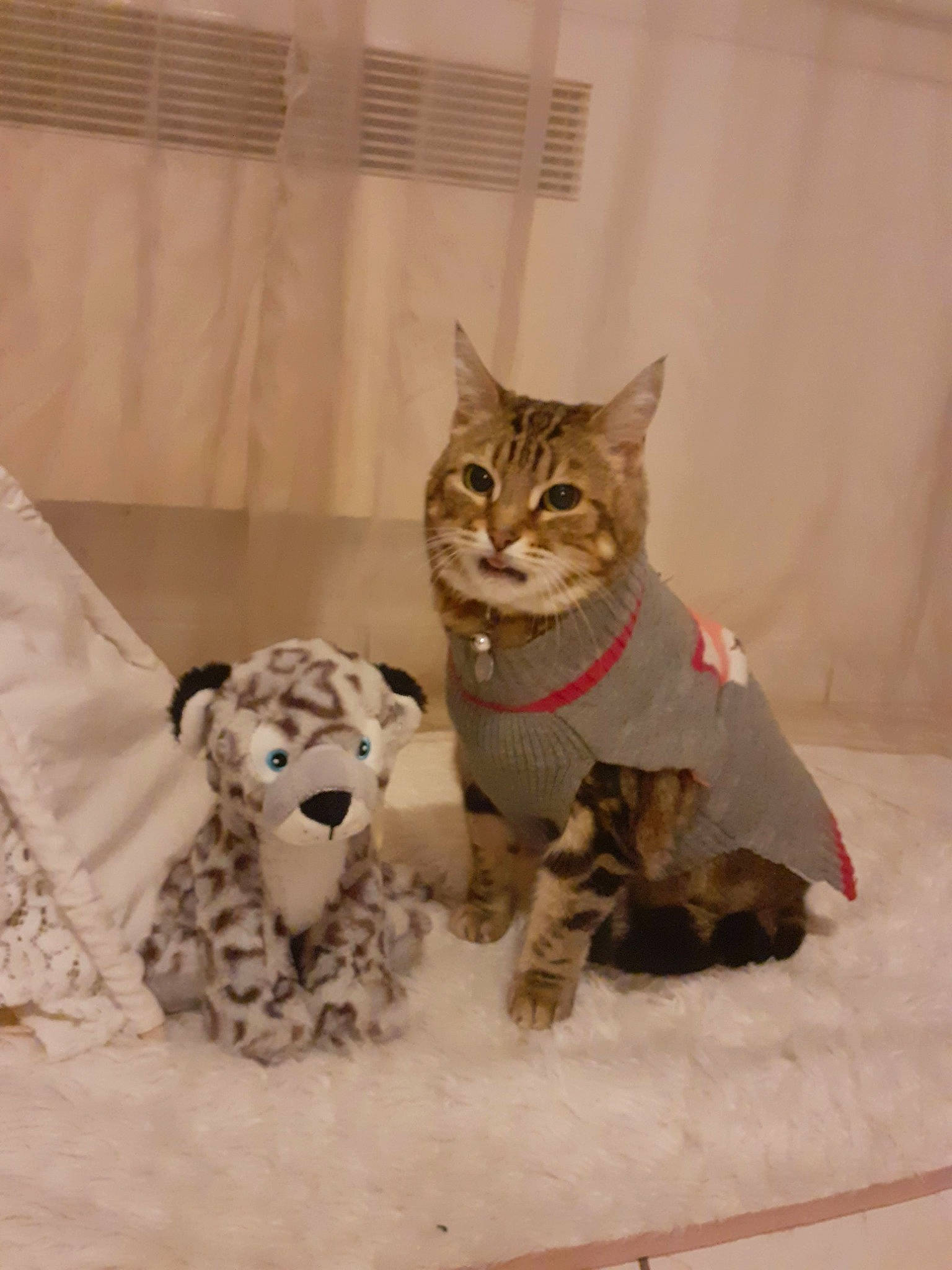 Praline a rejoint le concours — aidez-le/la à gagner de superbes lots ! art, bag, carnivore, cat, domestic_short_haired_cat, fawn, felidae, fur, linens, pattern, pet_supply, sculpture, small_to_medium_sized_cats, snout, tail, terrestrial_animal, toy, whiskers, wildlife, wood