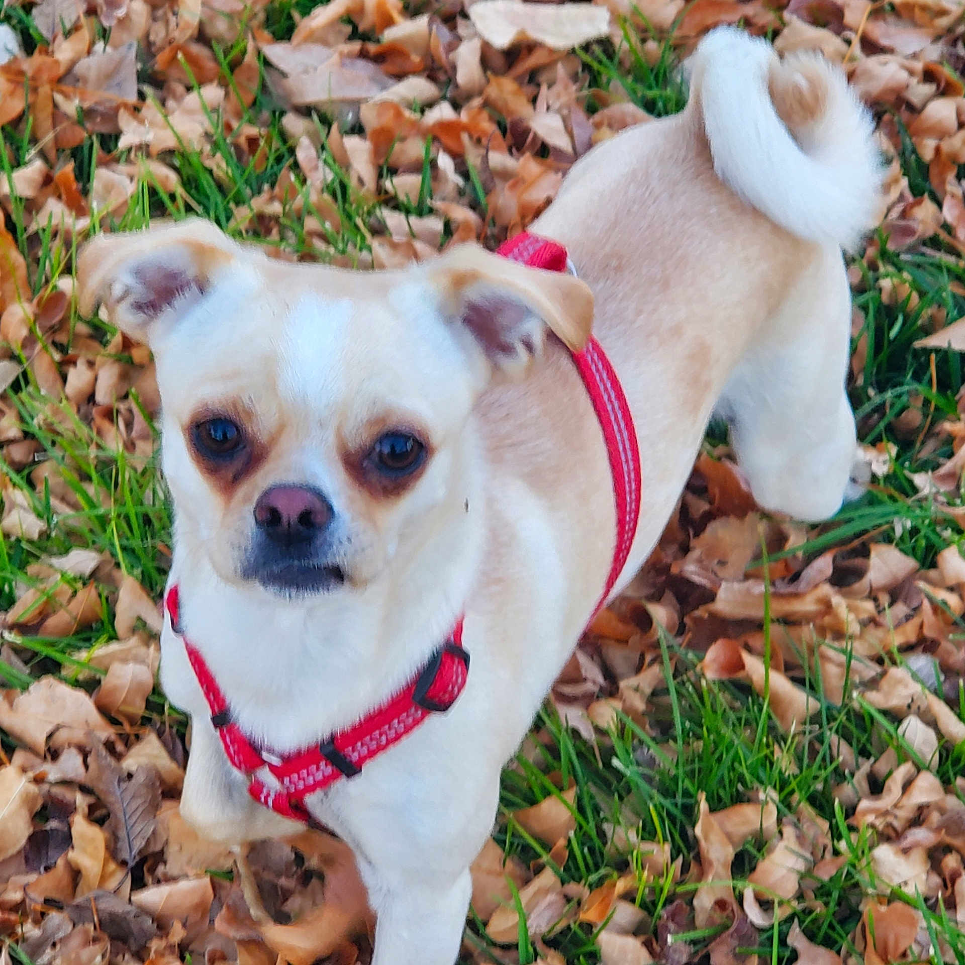 Noir joined the competition — help win amazing prizes! accessories, animal, canine, chihuahua, collar, dog, eskimodog, grass, harness, hound, leash, pet, plant, pug, puppy, strap, whitedog