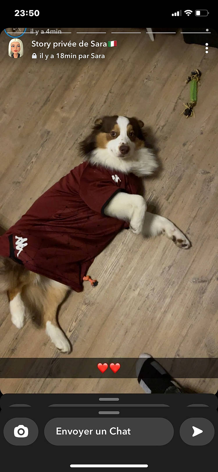 Taki a rejoint le concours — aidez-le/la à gagner de superbes lots ! canidae, carnivore, companion_dog, costume, dog, dog_breed, dog_supply, door, fawn, flooring, fur, hardwood, paw, pet_supply, snout, sporting_group, stairs, tail, wood, working_dog