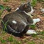 cat, gray_cat, white_paws, outdoor, dirt, greenery, plants, animal, pet, relaxed, feline, nature, resting, fur, tail, side_view, wildlife, ground, leaf, mammal