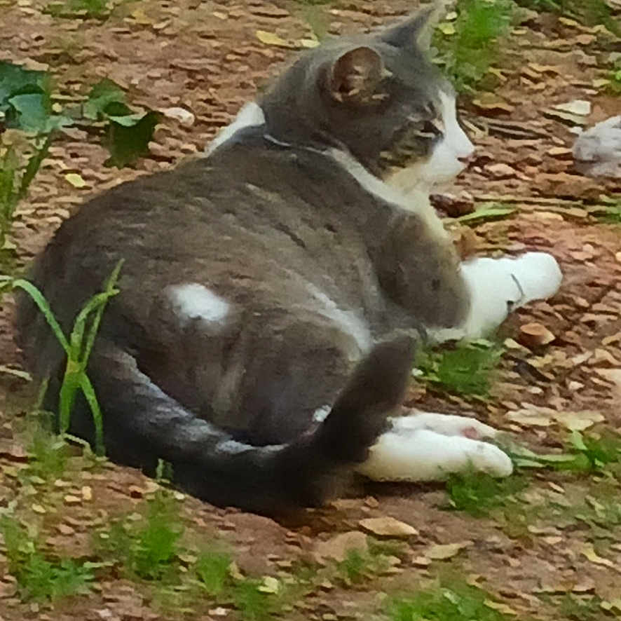 Jonesy joined the competition — help win amazing prizes! animal, cat, dirt, feline, fur, gray_cat, greenery, ground, leaf, mammal, nature, outdoor, pet, plants, relaxed, resting, side_view, tail, white_paws, wildlife