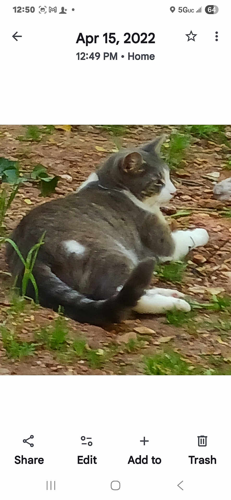 Jonesy joined the competition — help win amazing prizes! cat, gray_cat, white_paws, outdoor, dirt, greenery, plants, animal, pet, relaxed, feline, nature, resting, fur, tail, side_view, wildlife, ground, leaf, mammal