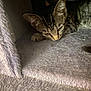 cat, kitten, tabby, resting, indoor, carpet, soft, cozy, paw, feline, cute, sleepy, fur, animal, pet, small, ears, whiskers, closeup, young