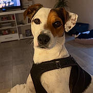 Snoopy participe au concours pour gagner de l'argent avec cette photo : dog, pet, canine, portrait, close_up, sitting, harness, white_fur, brown_patches, floppy_ears, dark_eyes, black_nose, indoor, living_room, blanket, television, furniture, houseplant, floor, alert