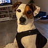 dog, pet, canine, portrait, close_up, sitting, harness, white_fur, brown_patches, floppy_ears, dark_eyes, black_nose, indoor, living_room, blanket, television, furniture, houseplant, floor, alert