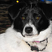 Opal is registered to the contest to win money with this photo: