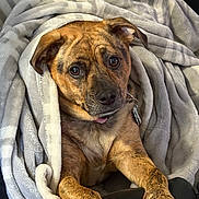 Tantalite joined the competition — help win amazing prizes! animal, blanket, brindle, brown, comfort, companion, couch, cozy, cute, dog, domestic_animal, ears, fur, indoor, looking_up, paw, pet, relaxed, snuggled, white_paw
