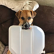 Pyrite is registered to the contest to win money with this photo: canidae, carnivore, companion_dog, dog, dog_breed, fawn, jack_russell_terrier, mammal, puppy, russell_terrier, snout, sporting_group