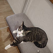 Princesse participe au concours pour gagner de l'argent avec cette photo : cat, tabby_cat, bench, indoor, floor, wooden_floor, gray_cushion, feline, pet, animal, looking_up, curious, striped, whiskers, ears, tail, paws, domestic_cat, resting, cozy