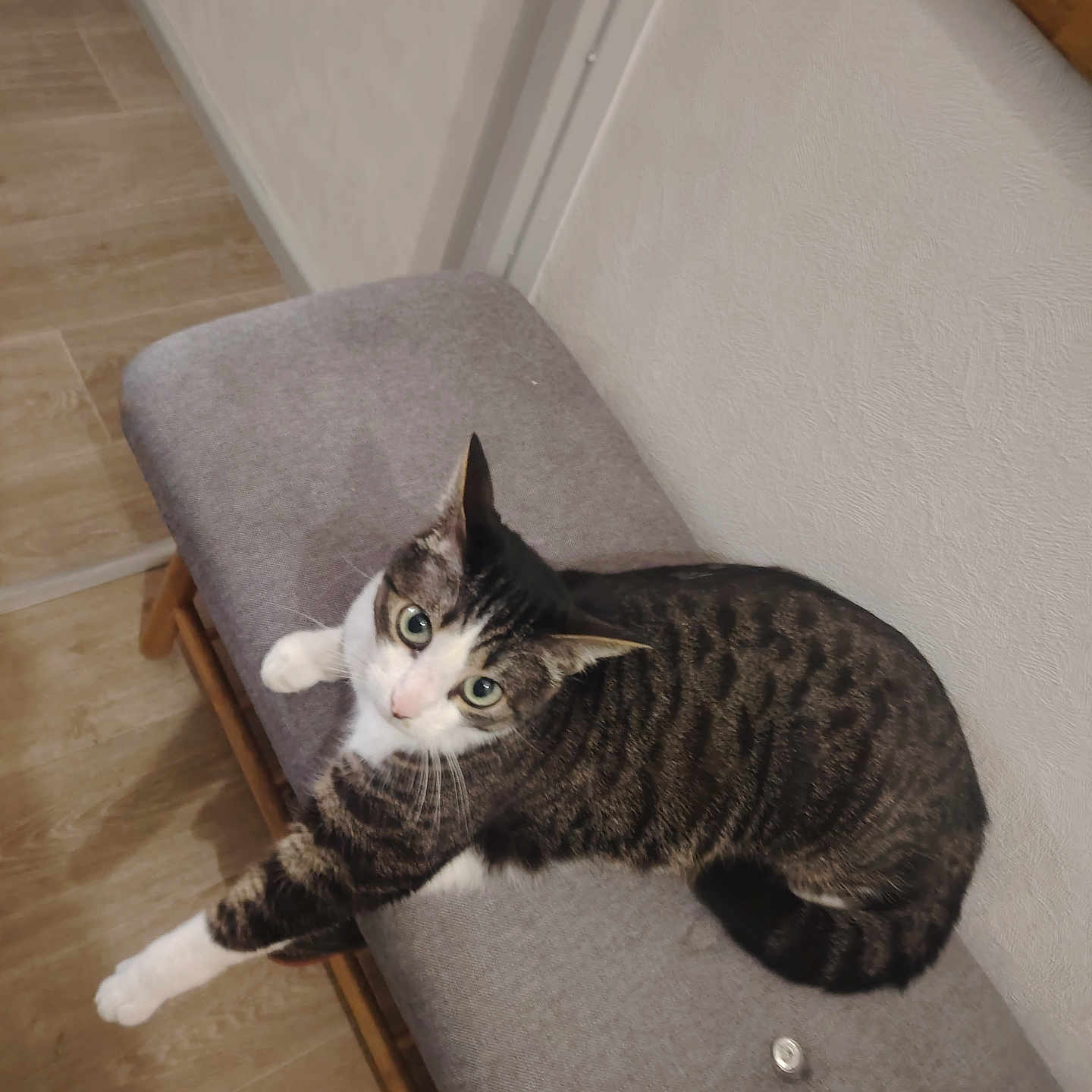 Princesse participe au concours pour gagner de l'argent avec cette photo : animal, bench, cat, cozy, curious, domestic_cat, ears, feline, floor, gray_cushion, indoor, looking_up, paws, pet, resting, striped, tabby_cat, tail, whiskers, wooden_floor