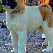Taza is registered to the contest to win money with this photo: akita, animal, black_mask, brown, canine, cute, dog, fur, gravel, leash, nature, outdoor, pet, profile, puppy, standing, sunset, tree, white, young