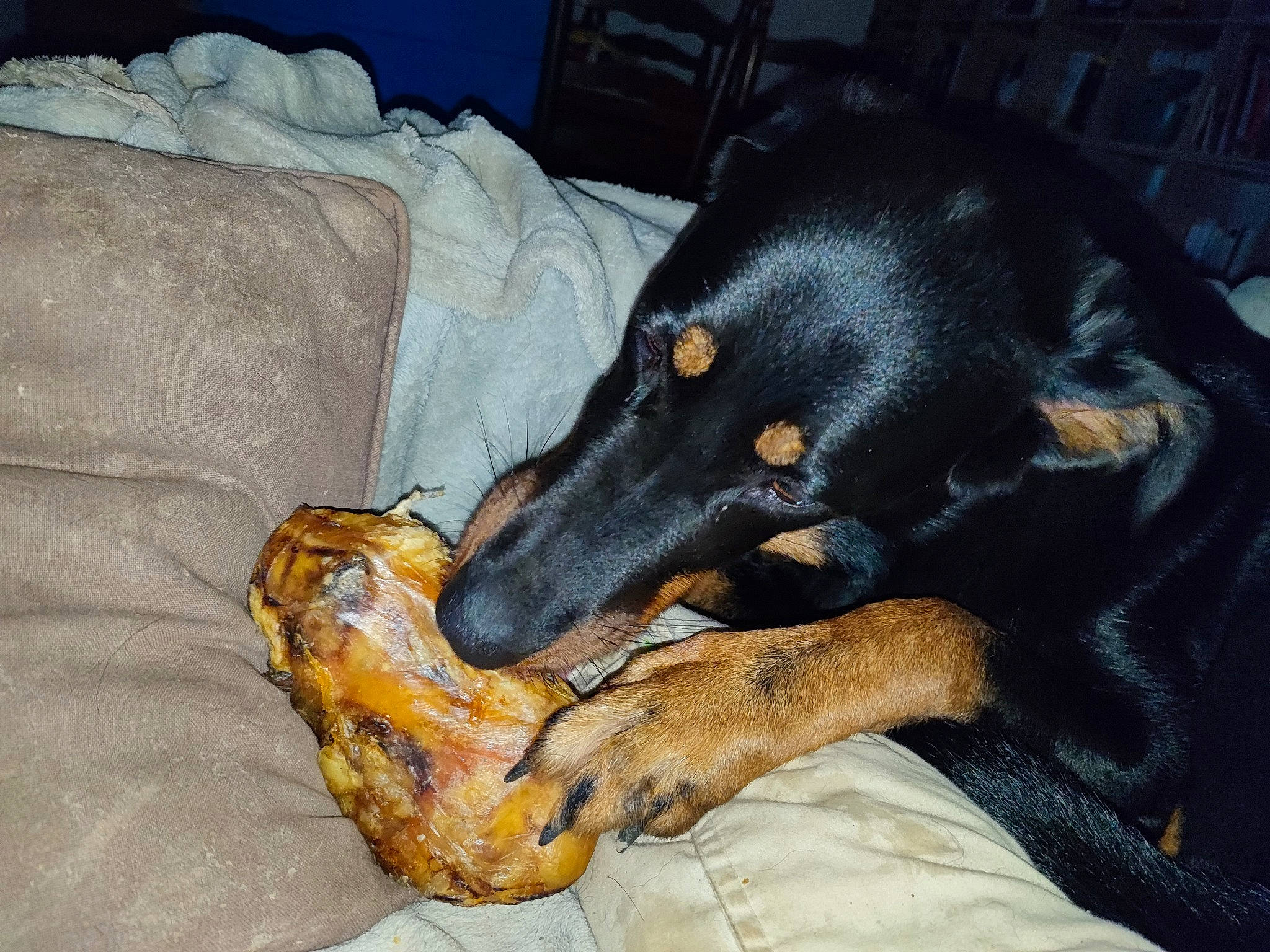 Savannah a rejoint le concours — aidez-le/la à gagner de superbes lots ! canidae, carnivore, comfort, companion_dog, dobermann, dog, dog_breed, guard_dog, hunting_dog, montenegrin_mountain_hound, paw, pinscher, snout, sporting_group, terrestrial_animal, working_animal, working_dog