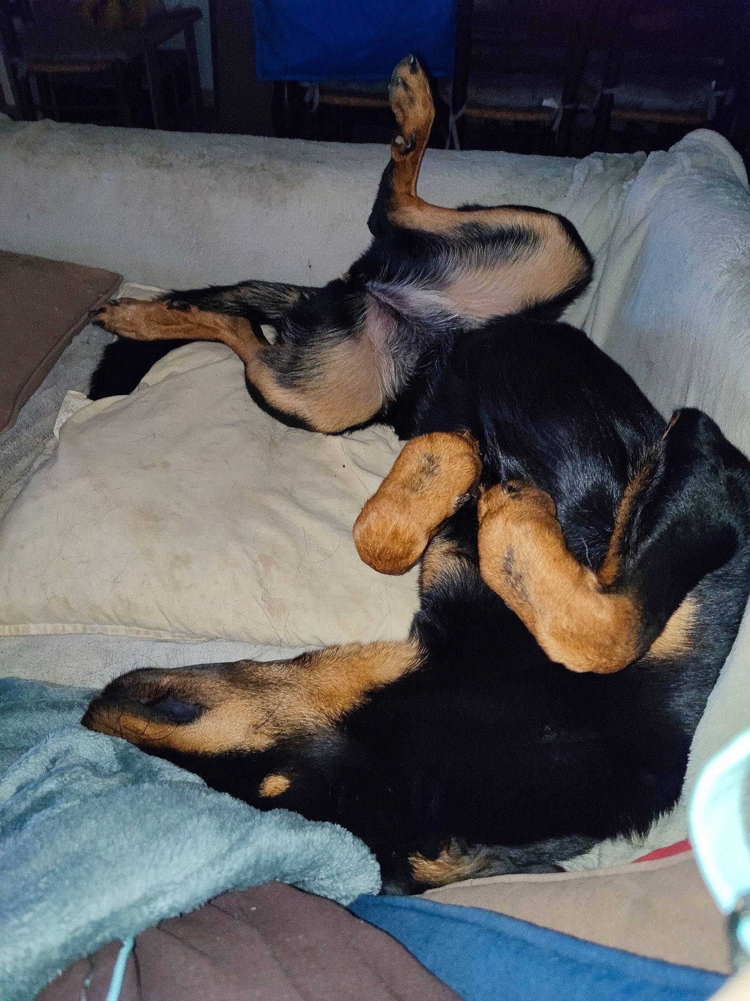 Savannah a rejoint le concours — aidez-le/la à gagner de superbes lots ! canidae, carnivore, comfort, companion_dog, dog, dog_breed, fawn, flooring, fur, german_shepherd_dog, guard_dog, montenegrin_mountain_hound, nap, paw, pinscher, snout, sporting_group, tail, toy_dog, working_animal