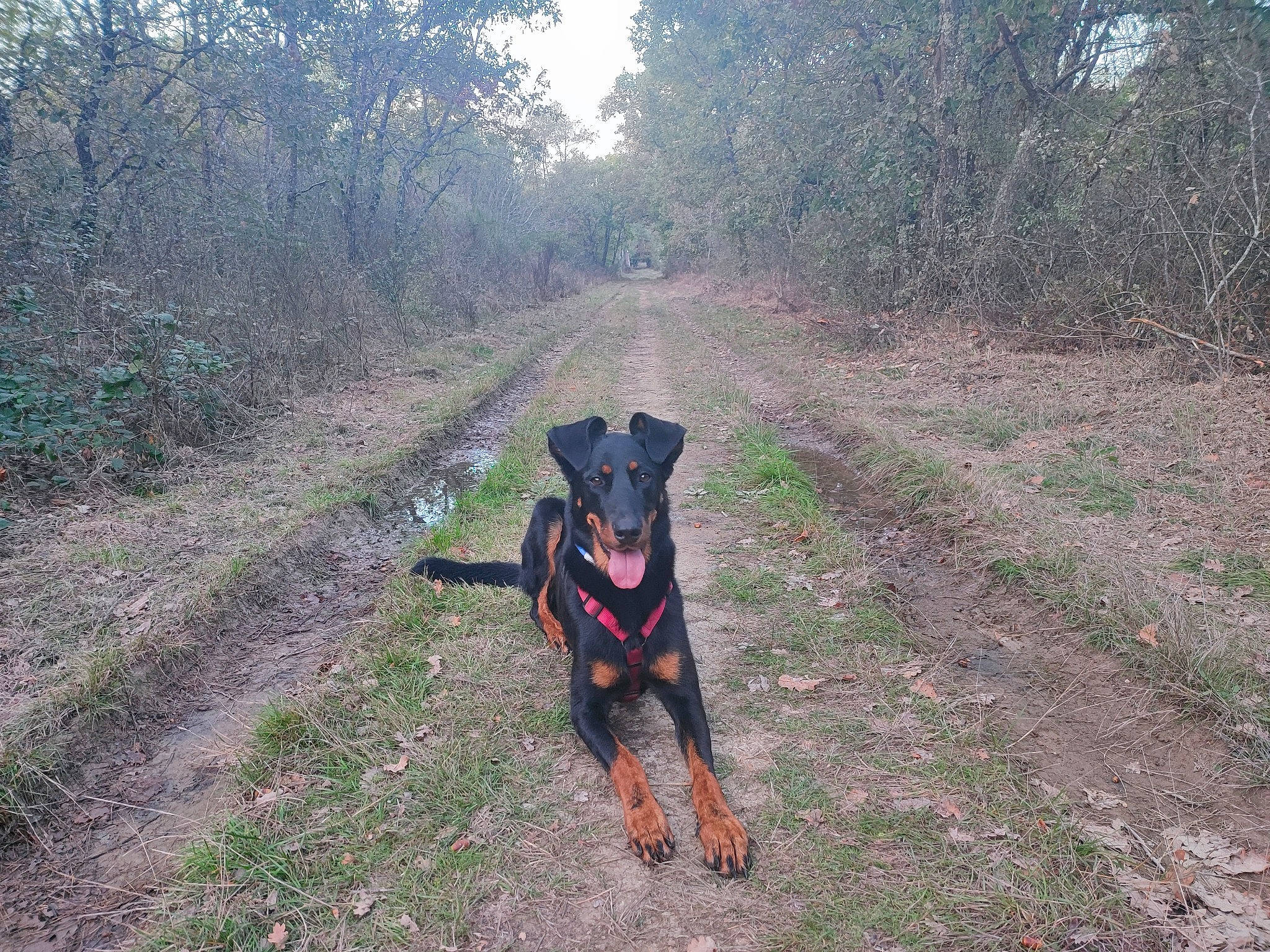 Savannah participe au concours pour gagner de l'argent avec cette photo : adventure, carnivore, collar, dog, dog_breed, dog_collar, fawn, forest, grass, leash, plant, sky, snout, soil, sporting_group, tail, trail, tree, wilderness, working_animal