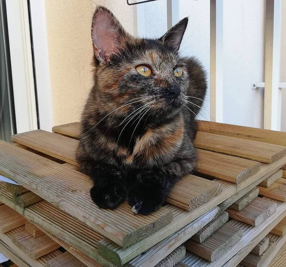 Isis participe au concours pour gagner de l'argent avec cette photo : black_cat, carnivore, cat, cat_supply, claw, domestic_short_haired_cat, felidae, flooring, fur, grey, hardwood, paw, pet_supply, sitting, small_to_medium_sized_cats, snout, tail, whiskers, window, wood