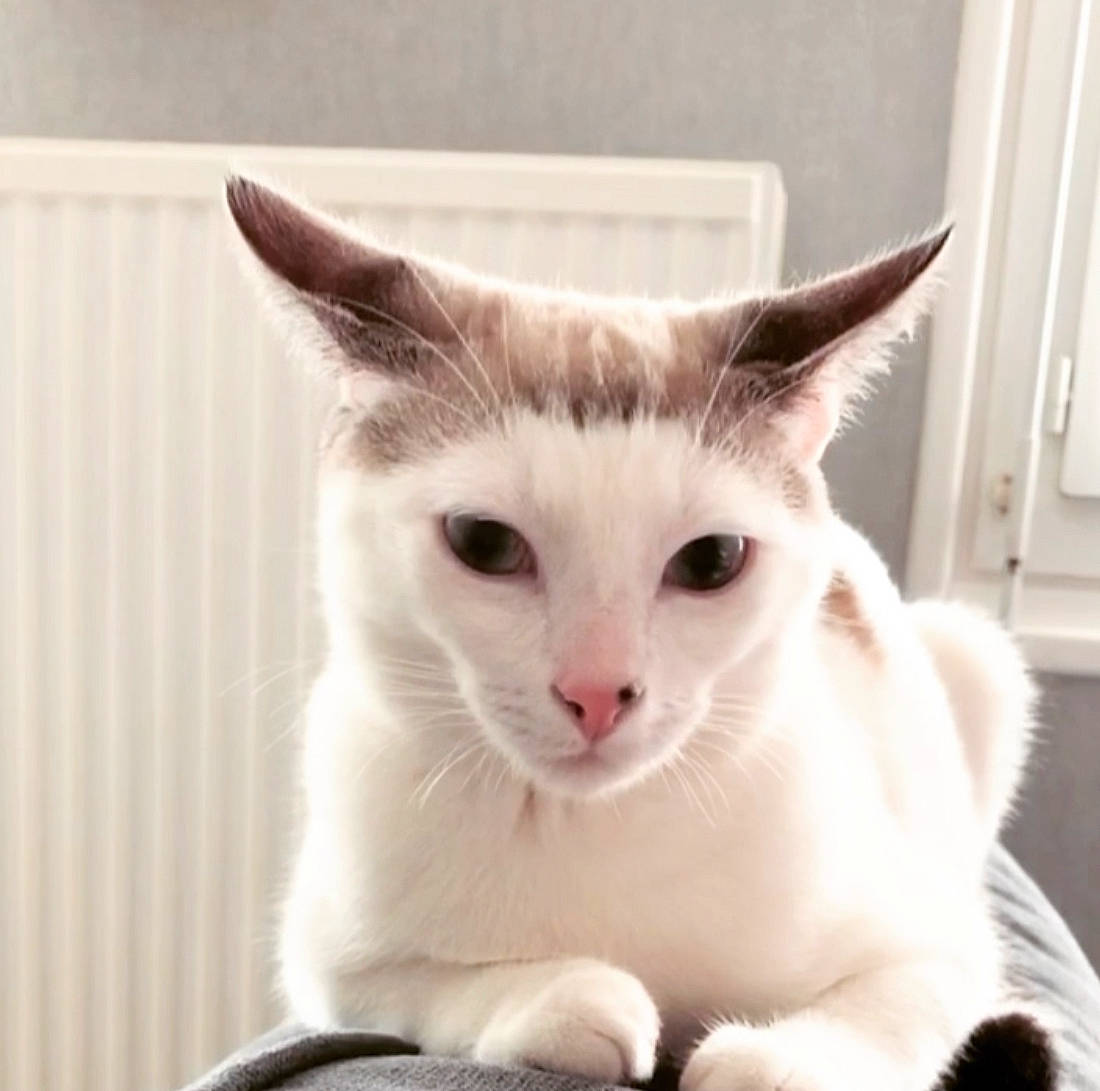 Nala a rejoint le concours — aidez-le/la à gagner de superbes lots ! carnivore, cat, domestic_short_haired_cat, door, felidae, fur, paw, small_to_medium_sized_cats, snout, tail, terrestrial_animal, whiskers, window