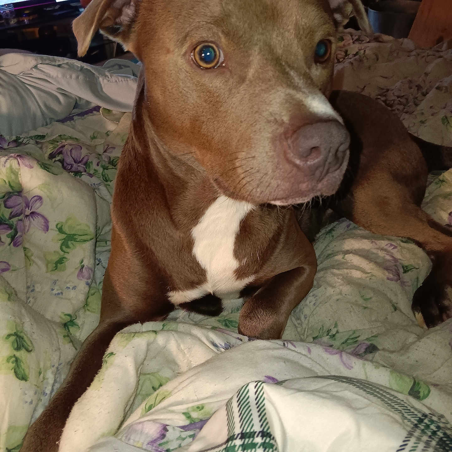 Samson Jr is registered to the contest to win money with this photo: animal, beagle, blanket, bulldog, canine, chair, couch, cushion, dog, furniture, homedecor, hound, labradorretriever, linen, person, pet, pitbull, pointer, puppy, quilt