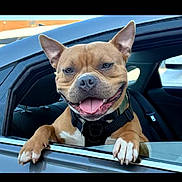 Havoc joined the competition — help win amazing prizes! dog, car, window, happy, tongue_out, pet, animal, smiling, brown_dog, collar, seat, leash, canine, outdoor, transportation, vehicle, daylight, muzzle, ears, paw