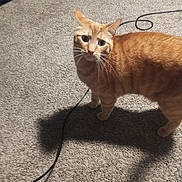 Garfield joined the competition — help win amazing prizes! alert, animal, cable, carpet, cat, curious, cute, domestic, ears, feline, floor, indoor, looking_up, mammal, orange_tabby, pet, shadow, standing, striped, whiskers