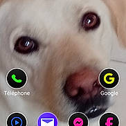 Snow a rejoint le concours — aidez-le/la à gagner de superbes lots ! dog, close_up, pet, face, animal, phone_screen, app_icons, clock, weather, tile_floor, light_brown, nose, eyes, digital_display, smartphone, wallpaper, user_interface, technology, indoor, portrait