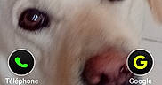 Snow a rejoint le concours — aidez-le/la à gagner de superbes lots ! animal, app_icons, clock, close_up, digital_display, dog, eyes, face, indoor, light_brown, nose, pet, phone_screen, portrait, smartphone, technology, tile_floor, user_interface, wallpaper, weather