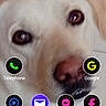dog, close_up, pet, face, animal, phone_screen, app_icons, clock, weather, tile_floor, light_brown, nose, eyes, digital_display, smartphone, wallpaper, user_interface, technology, indoor, portrait