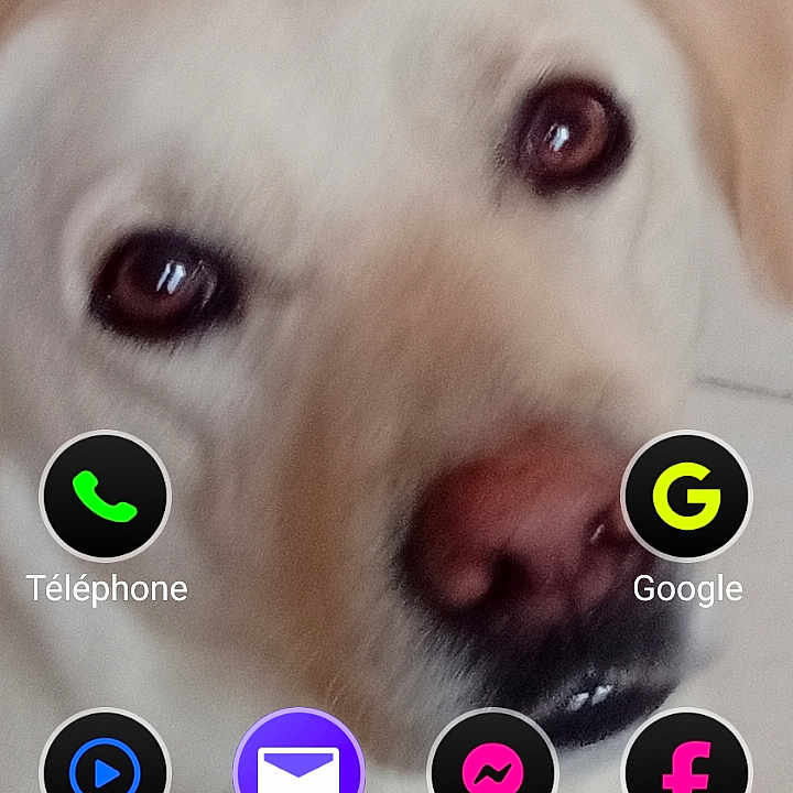 Snow a rejoint le concours — aidez-le/la à gagner de superbes lots ! dog, close_up, pet, face, animal, phone_screen, app_icons, clock, weather, tile_floor, light_brown, nose, eyes, digital_display, smartphone, wallpaper, user_interface, technology, indoor, portrait