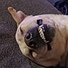 dog, canine, pet, close_up, face, snout, nose, teeth, smiling, grinning, lying_down, upside_down, sleepy, indoor, couch, fur, cream_coat, black_nose, portrait, funny