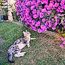 cat, tabby_cat, pet, animal, grass, garden, flowers, purple_flowers, aster_flowers, outdoor, backyard, nature, plants, foliage, house, brick, relaxed, lying_down, looking_up, colorful