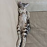 kitten, cat, sleeping, relaxed, lying_down, belly_up, tabby, striped_fur, fluffy, paws, whiskers, closed_eyes, indoor, couch, cushions, furniture, pet, cute, portrait, resting