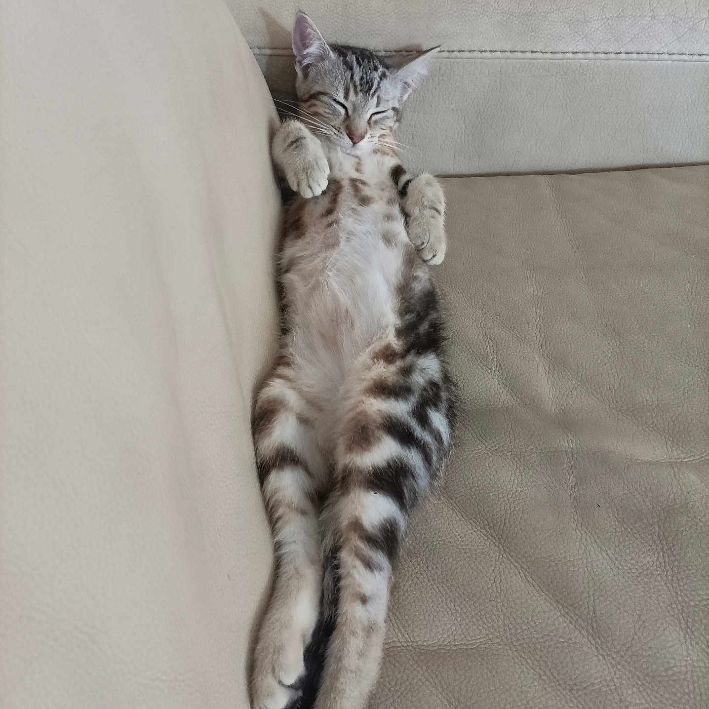 Kali