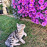 cat, tabby_cat, striped_fur, pet, animal, garden, flowers, purple_flowers, aster_flowers, grass, lawn, outdoors, nature, plants, blossoms, sitting, looking_up, whiskers, tail, colorful