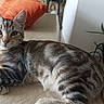 cat, tabby_cat, pet, feline, animal, striped_fur, gray_fur, lying_down, relaxed, sofa, couch, indoor, living_room, orange_pillow, plant, houseplant, home, portrait, whiskers, ears