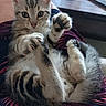 cat, kitten, tabby, pet, animal, furry, whiskers, blue_eyes, paws, claws, belly_up, playful, cute, portrait, indoor, home, lap, clothing, table, remote_control