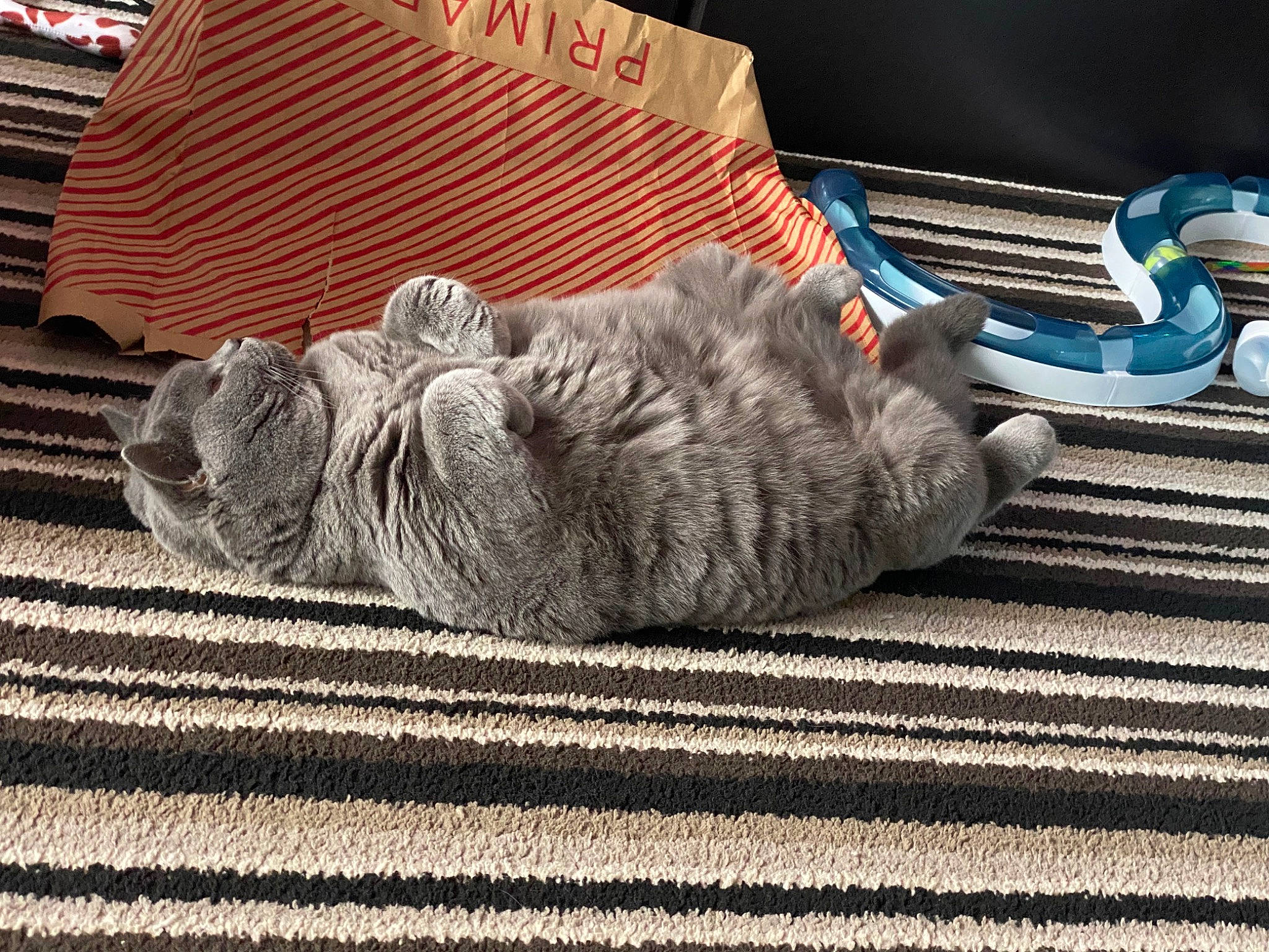 Agnes joined the competition — help win amazing prizes! carnivore, carpet, cat, comfort, domestic_short_haired_cat, felidae, flooring, fur, grass, grey, linens, nap, pattern, paw, sitting, sleep, small_to_medium_sized_cats, tail, whiskers, wood